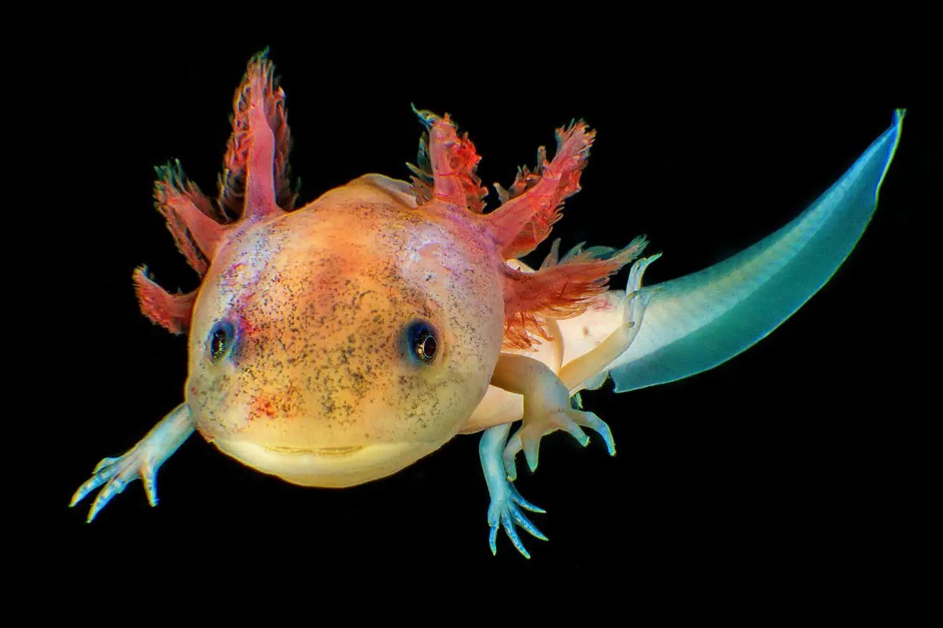 32 Fatos Sobre Axolote