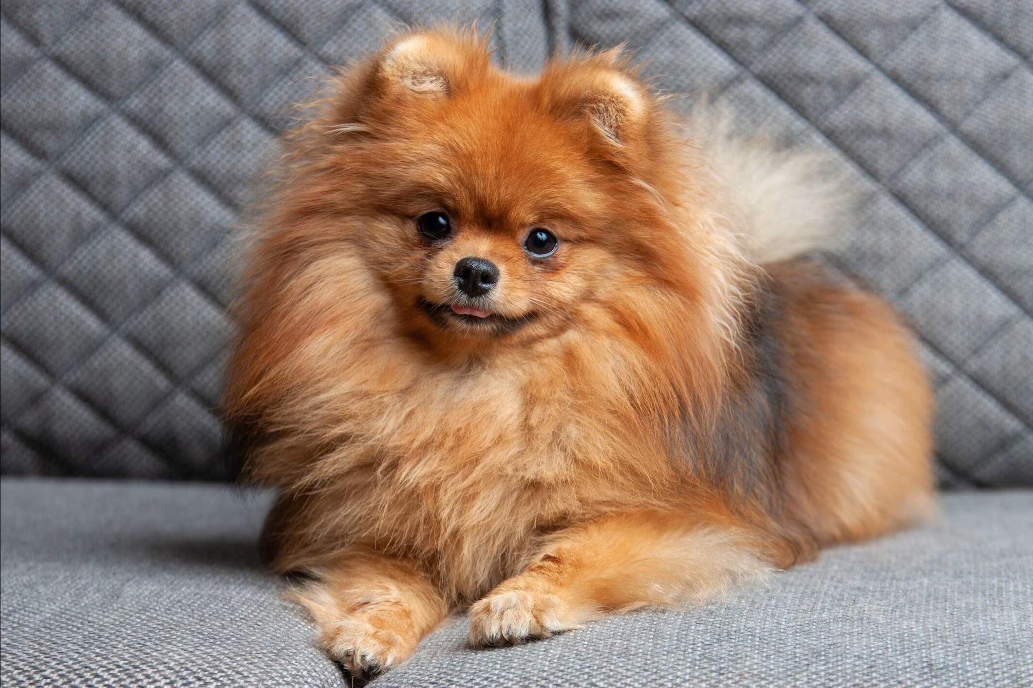 32 Fatos Sobre Pomerânia