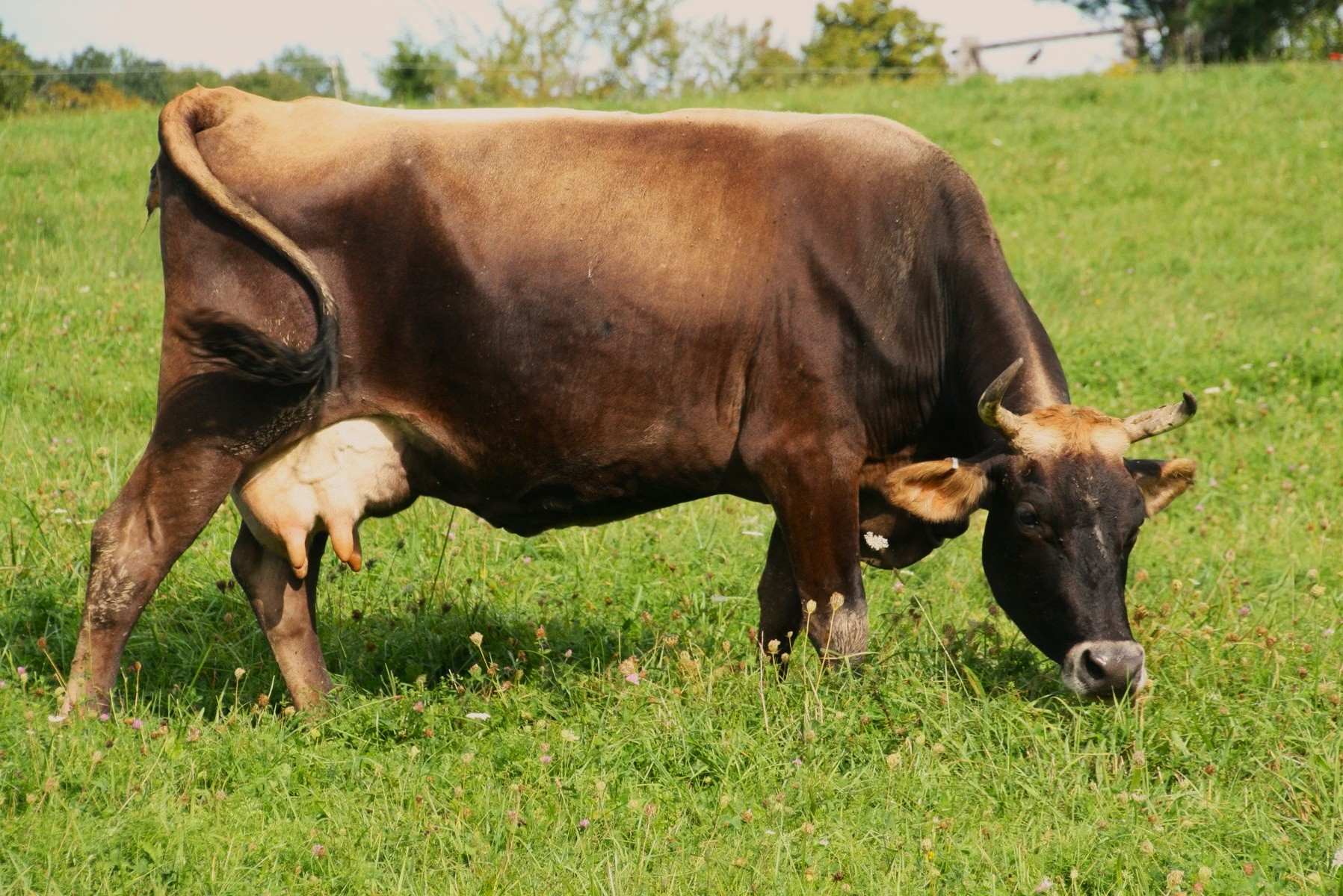 36 Fatos Sobre Vaca