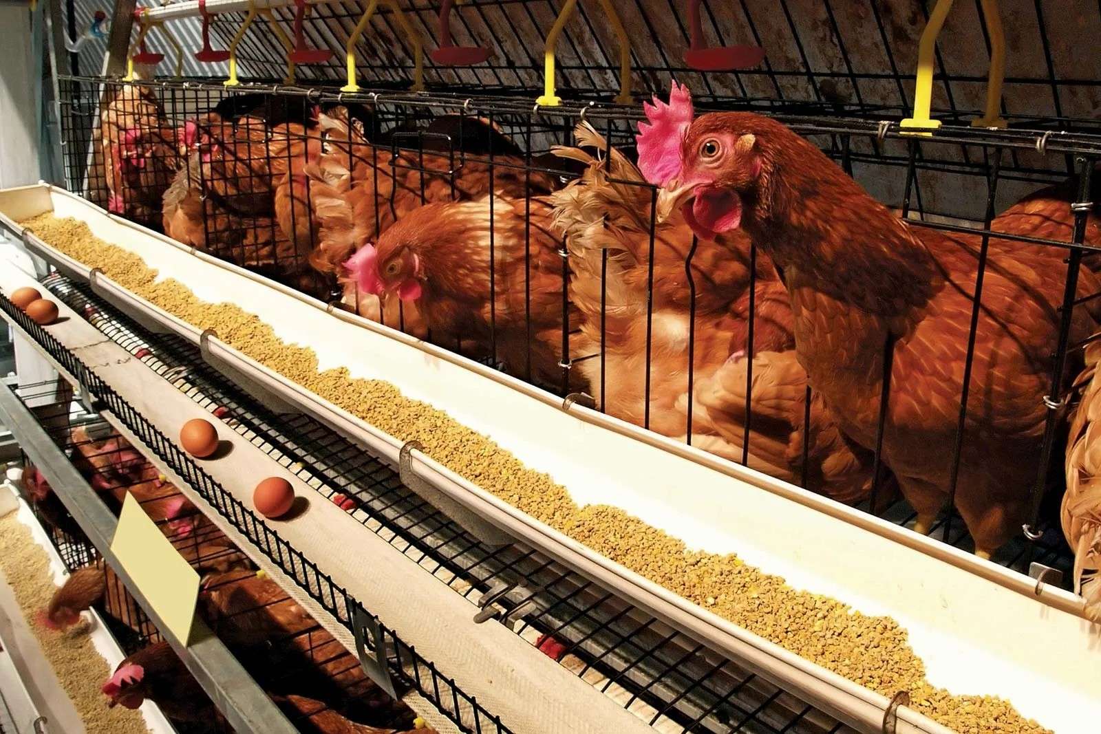 37 Fatos Sobre Aves